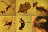 Fossil Cicada Larva, Ant & Flies In Amber #120662-6